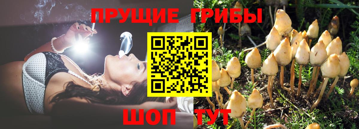 Псилоцибиновые грибы Psilocybine cubensis  Галлюциногенные грибы Magic Shrooms  Подольск 