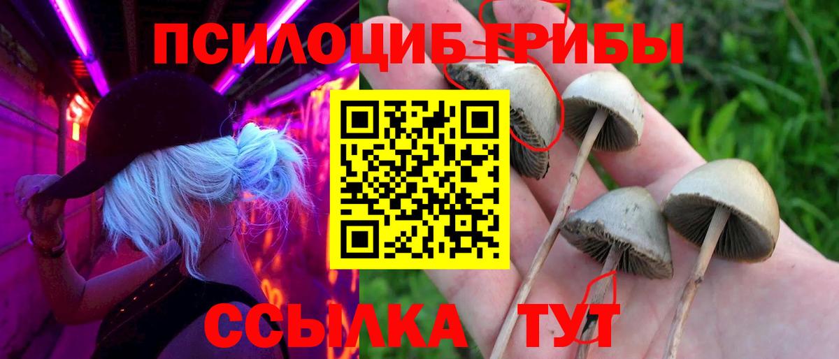 Псилоцибиновые грибы Psilocybine cubensis Подольск